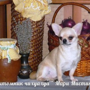 ПИТОМНИК " МАРИ МИСТИК " ЧИХУАХУА - ЩЕНКИ ,ВЯЗКИ + УЛИТКИ АХАТИНЫ И АРХАХАТИНЫ - ПРОДАЖА